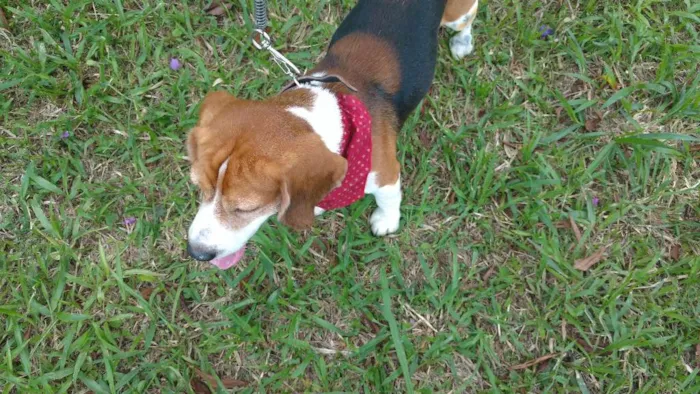 Cachorro ra a Beagle idade 5 anos nome Beagle amoroso