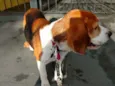 Beagle amoroso