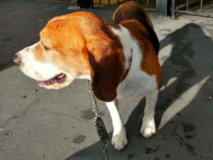 Cachorro ra a Beagle idade 5 anos nome Beagle amoroso