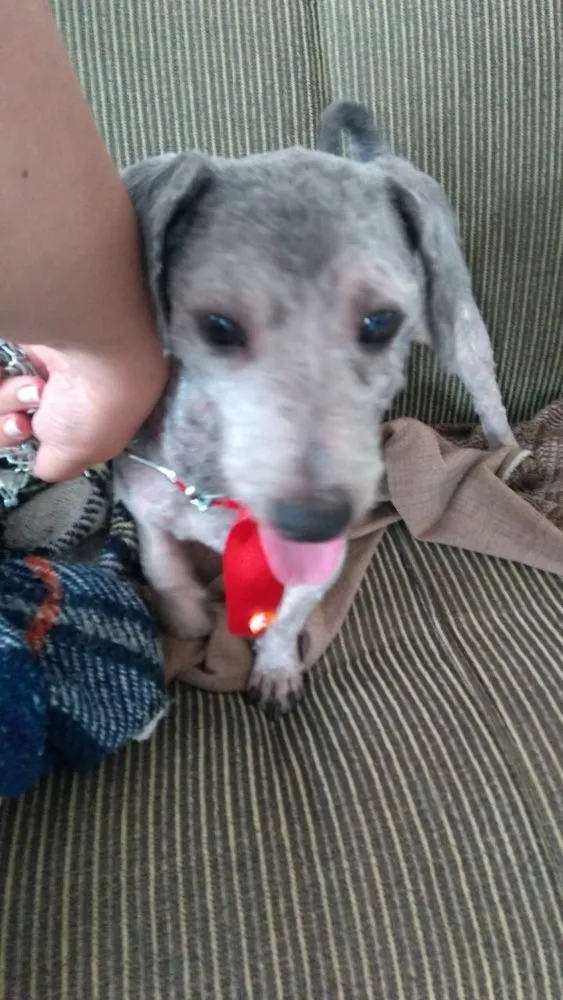 Cachorro ra a Poodle idade 2 anos nome Luigi 