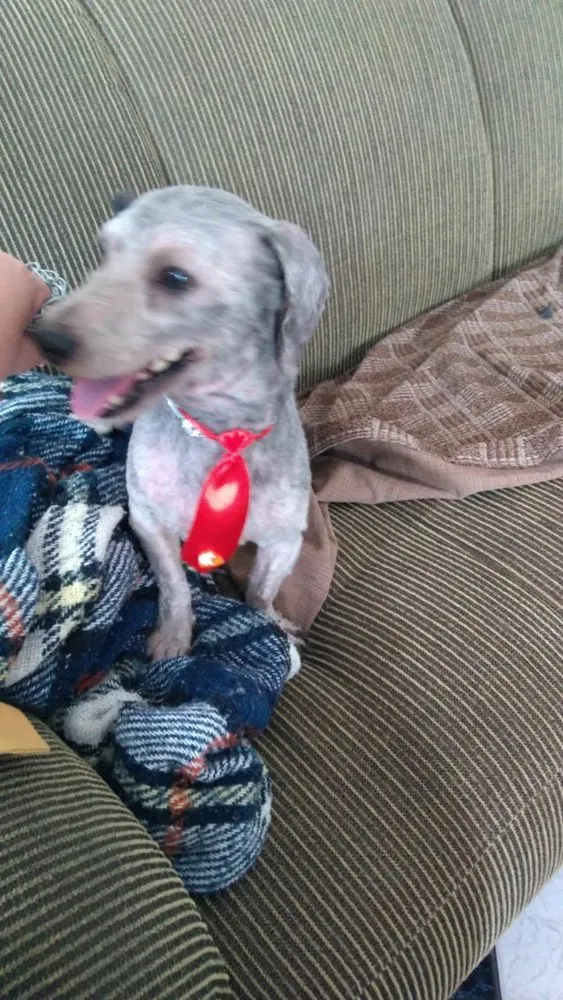 Cachorro ra a Poodle idade 2 anos nome Luigi 