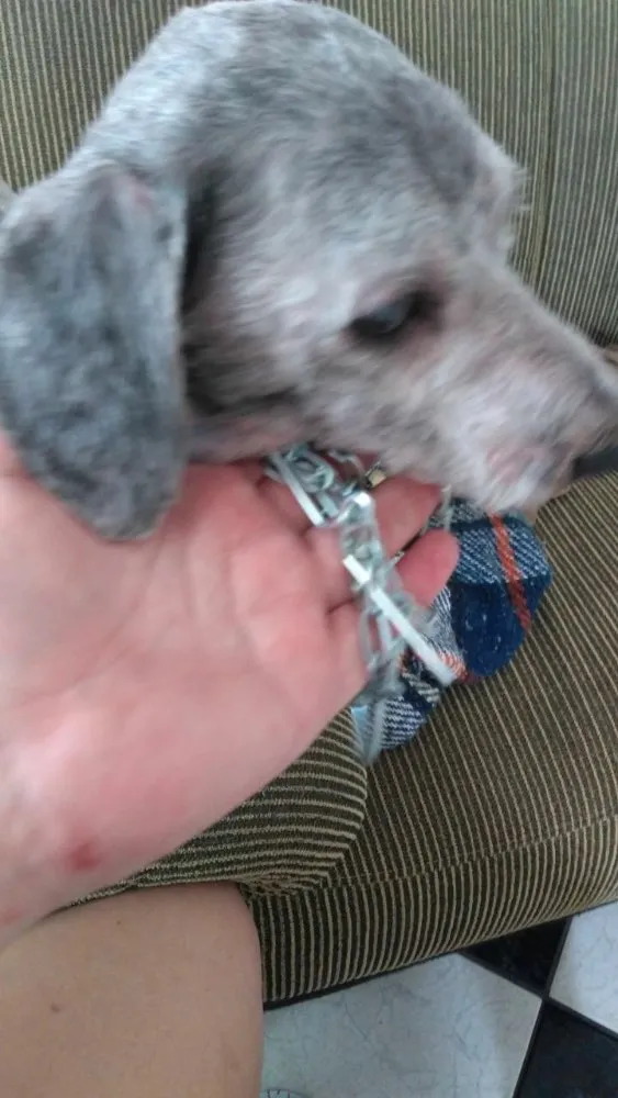 Cachorro ra a Poodle idade 2 anos nome Luigi 