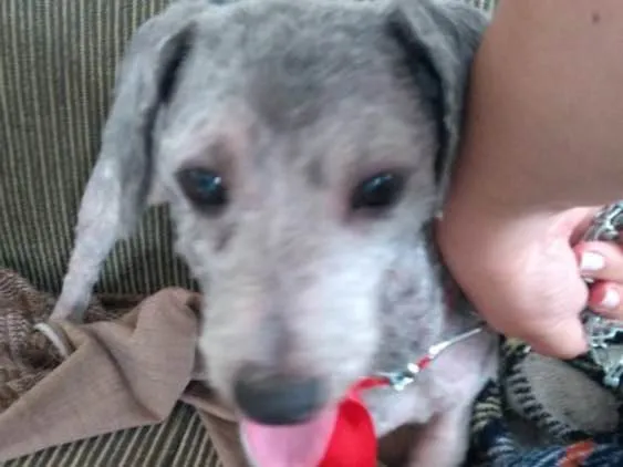 Cachorro ra a Poodle idade 2 anos nome Luigi 