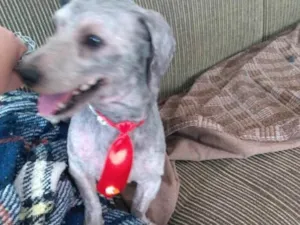 Cachorro raça Poodle idade 2 anos nome Luigi 
