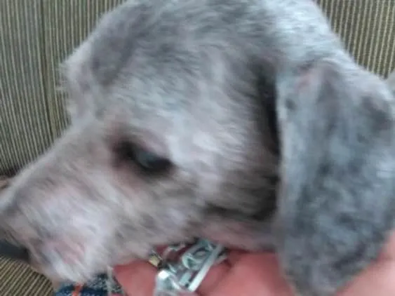 Cachorro ra a Poodle idade 2 anos nome Luigi 