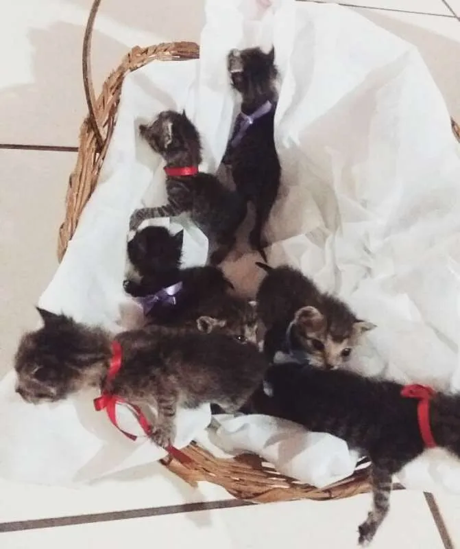 Gato raça  idade Abaixo de 2 meses nome Sem nomes
