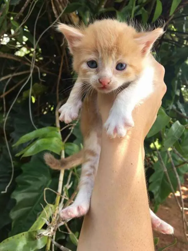 Gato ra a srd idade Abaixo de 2 meses nome miu