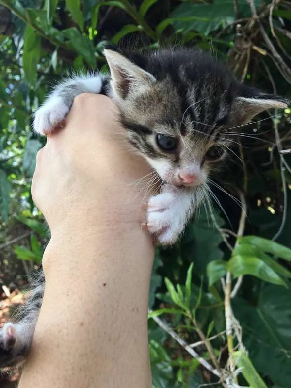 Gato ra a srd idade Abaixo de 2 meses nome miu 2