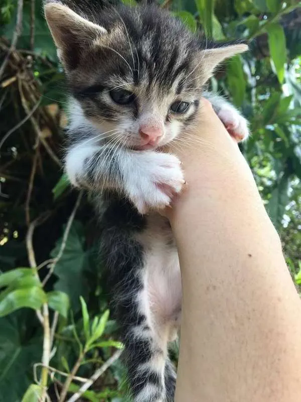 Gato ra a srd idade Abaixo de 2 meses nome miu 2