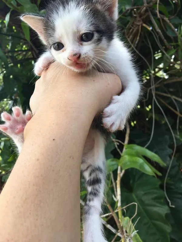Gato ra a srd idade Abaixo de 2 meses nome miu 3