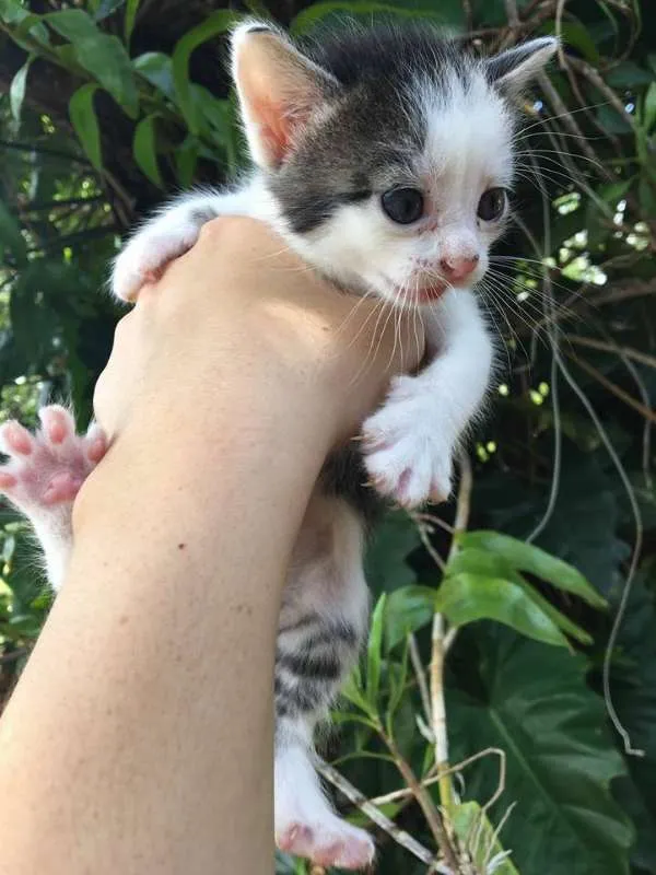 Gato ra a srd idade Abaixo de 2 meses nome miu 3