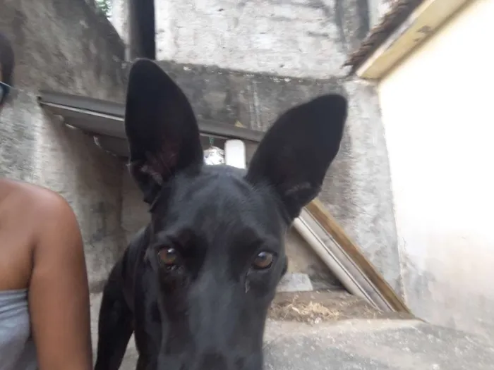 Cachorro ra a SRD Mistura com labrador idade 6 ou mais anos nome Lady