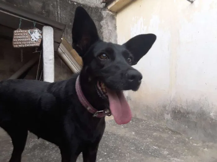 Cachorro ra a SRD Mistura com labrador idade 6 ou mais anos nome Lady