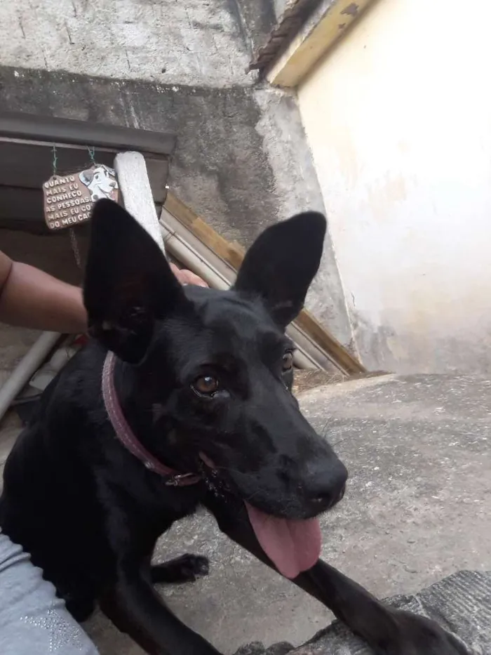 Cachorro ra a SRD Mistura com labrador idade 6 ou mais anos nome Lady