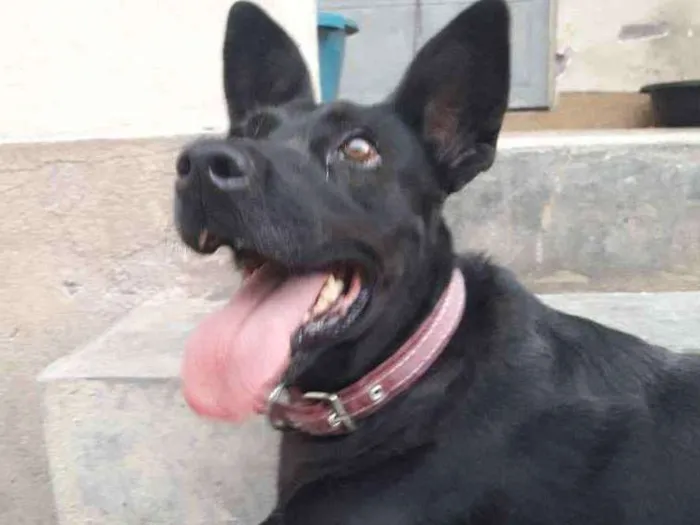 Cachorro ra a SRD Mistura com labrador idade 6 ou mais anos nome Lady