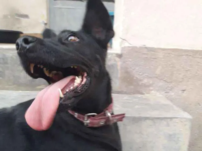 Cachorro ra a SRD Mistura com labrador idade 6 ou mais anos nome Lady