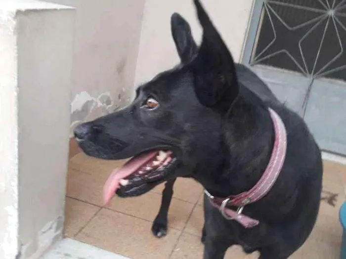 Cachorro ra a SRD Mistura com labrador idade 6 ou mais anos nome Lady