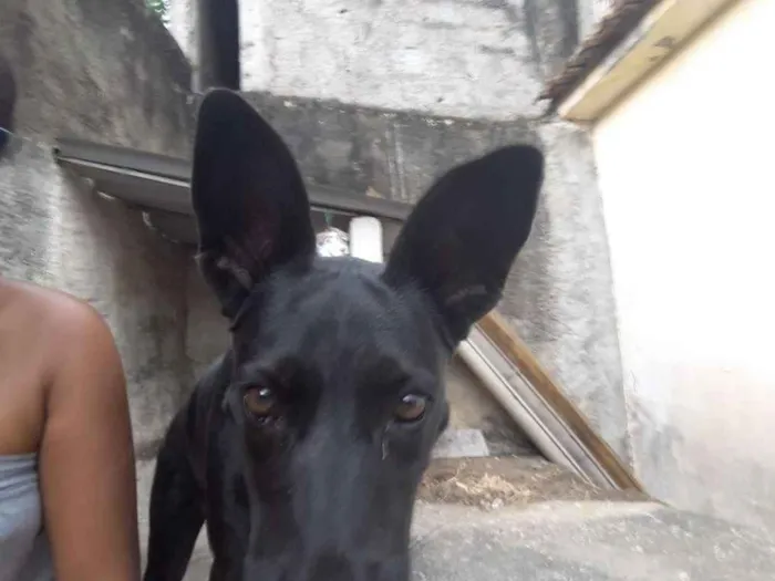 Cachorro ra a SRD Mistura com labrador idade 6 ou mais anos nome Lady