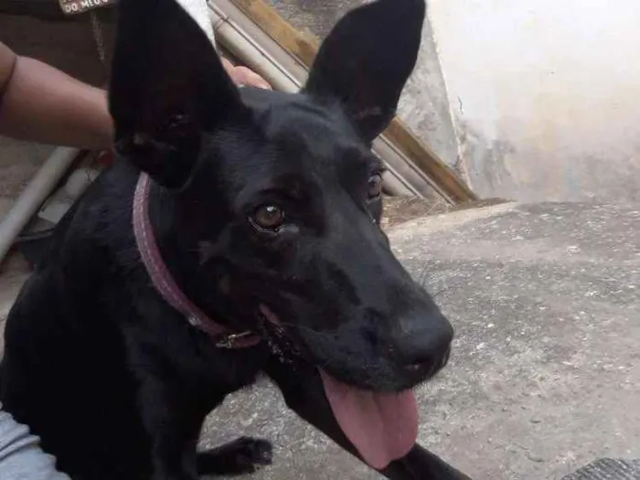 Cachorro ra a SRD Mistura com labrador idade 6 ou mais anos nome Lady