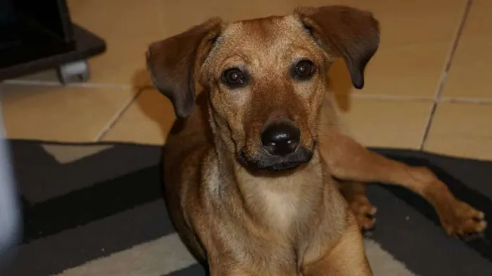 Cachorro ra a Vira-lata idade 1 ano nome Khloe