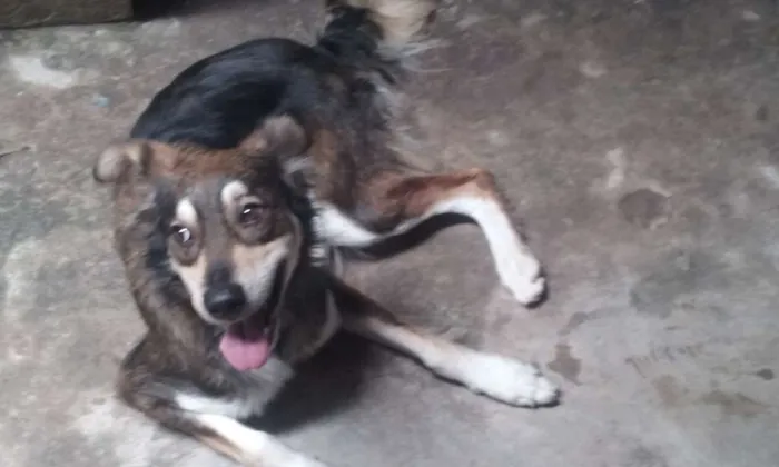 Cachorro ra a Border collie idade 2 a 6 meses nome Lana