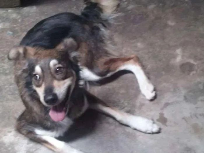 Cachorro ra a Border collie idade 2 a 6 meses nome Lana