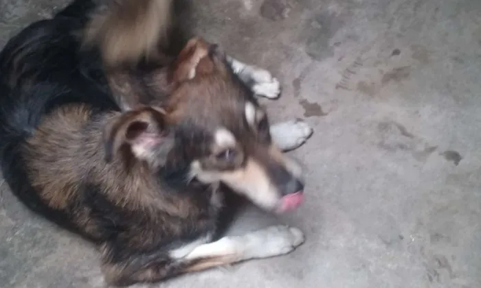 Cachorro ra a Border collie idade 2 a 6 meses nome Lana