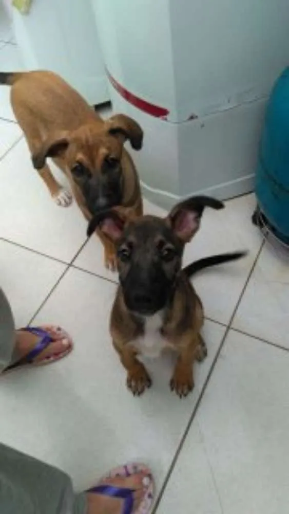 Cachorro ra a Srd idade 2 a 6 meses nome Não tem