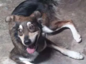 Cachorro raça Border collie idade 2 a 6 meses nome Lana