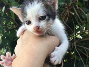 Gato raça srd idade Abaixo de 2 meses nome miu 3