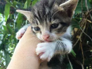 Gato raça srd idade Abaixo de 2 meses nome miu 2