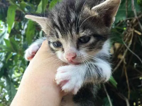 Gato ra a srd idade Abaixo de 2 meses nome miu 2