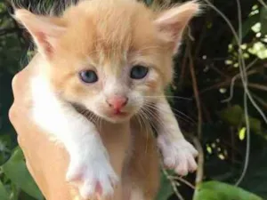 Gato raça srd idade Abaixo de 2 meses nome miu