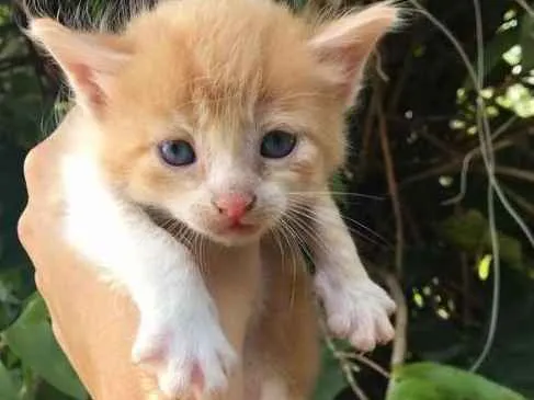Gato ra a srd idade Abaixo de 2 meses nome miu