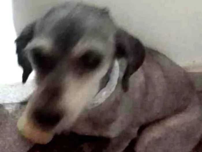 Cachorro ra a Pudle idade 3 anos nome Fiona