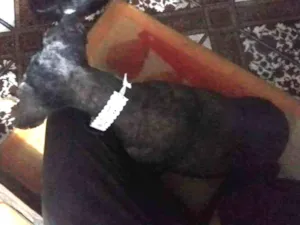 Cachorro raça Pudle idade 6 ou mais anos nome Belinha