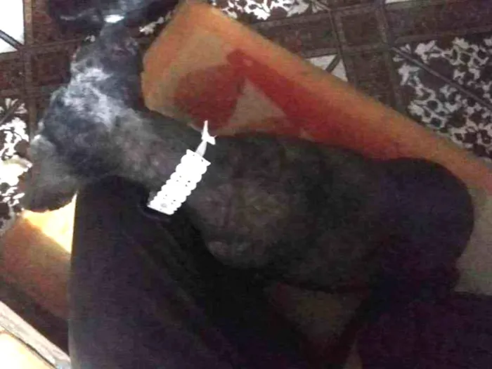 Cachorro ra a Pudle idade 6 ou mais anos nome Belinha