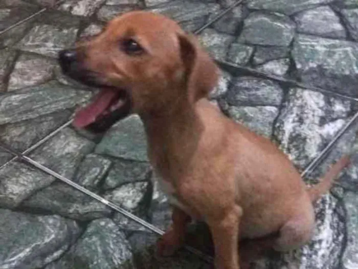 Cachorro ra a Sem raça definida  idade 2 a 6 meses nome Sem nome defonido