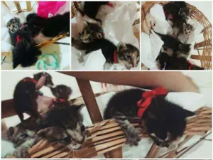 Gato raça  idade Abaixo de 2 meses nome Sem nomes