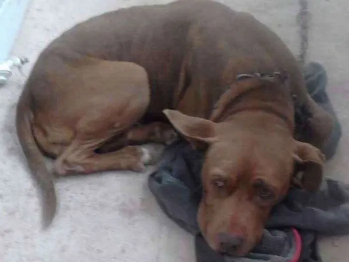 Cachorro ra a Pitbull idade 6 ou mais anos nome Pandora