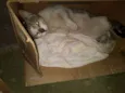 Gatão