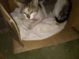 Gatão