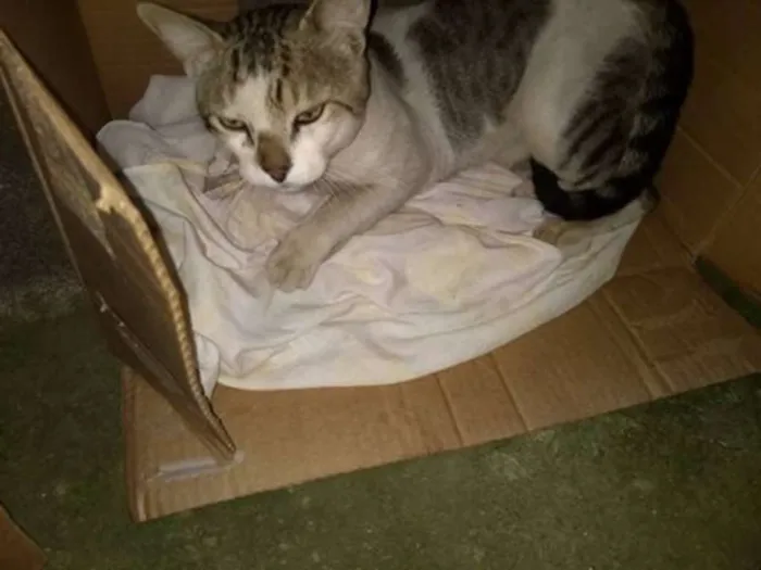 Gato raça SRD idade  nome Gatão