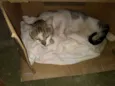 Gatão