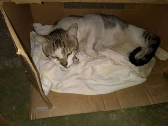 Gato raça SRD idade  nome Gatão