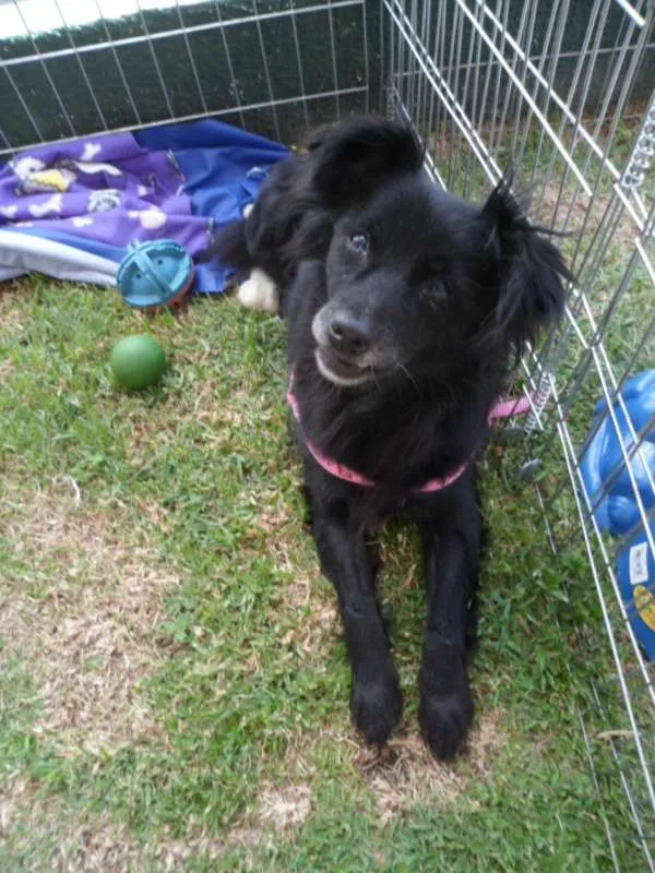 Cachorro ra a SRD idade 4 anos nome Bibi