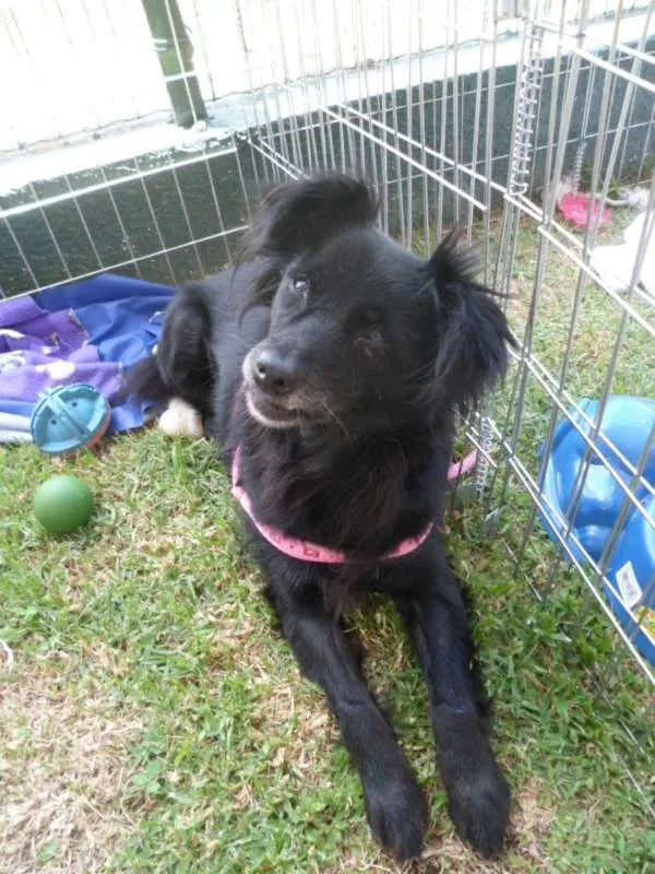 Cachorro ra a SRD idade 4 anos nome Bibi