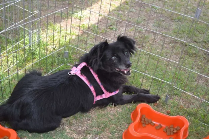 Cachorro ra a SRD idade 4 anos nome Bibi