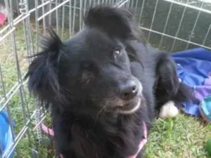 Cachorro raça SRD idade 4 anos nome Bibi