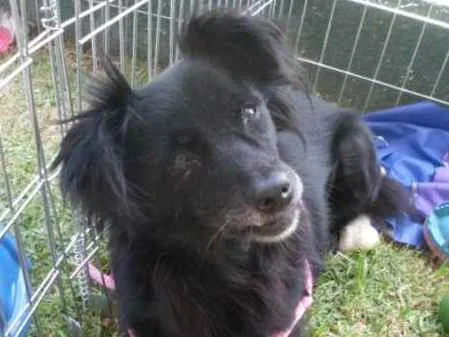 Cachorro ra a SRD idade 4 anos nome Bibi